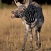 13-Zebre-de-Grevy.jpg