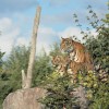 2-Les-tigres-de-Sumatra.jpg