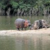 21-Bebe-hippopotame.jpg