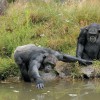 7-Les-chimpanzes.jpg