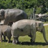 8-Les-elephants-d-Asie.jpg