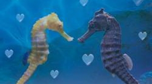 San Valentino a Gardaland SEA LIFE Aquarium